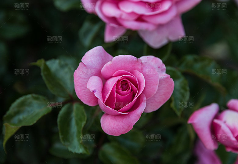 高清图库玫瑰花图片红白粉紫玫瑰花束素材
