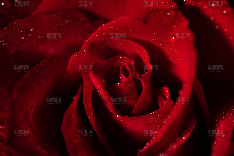 高清图库玫瑰花图片红白粉紫玫瑰花束素材
