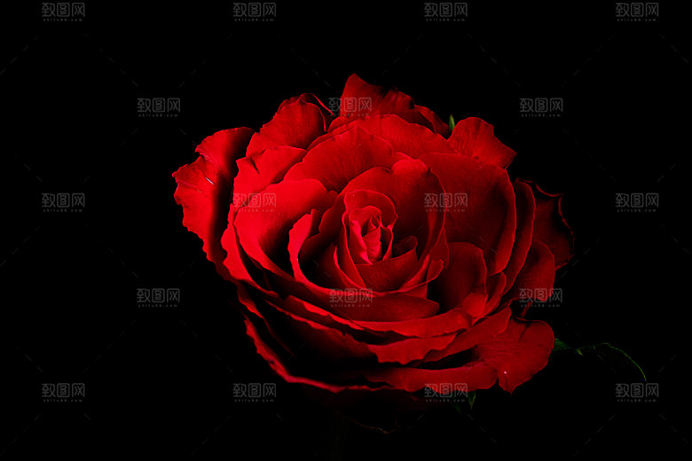 高清图库玫瑰花图片红白粉紫玫瑰花束