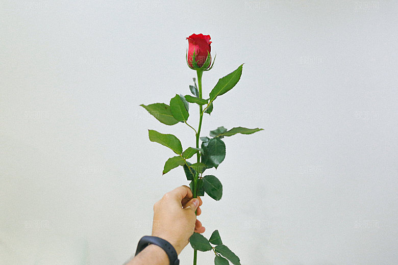 高清图库玫瑰花图片红白粉紫玫瑰花束素材