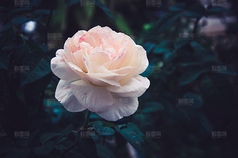 高清图库玫瑰花图片红白粉紫玫瑰花束