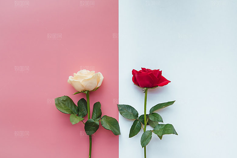 高清图库玫瑰花图片红白粉紫玫瑰花束