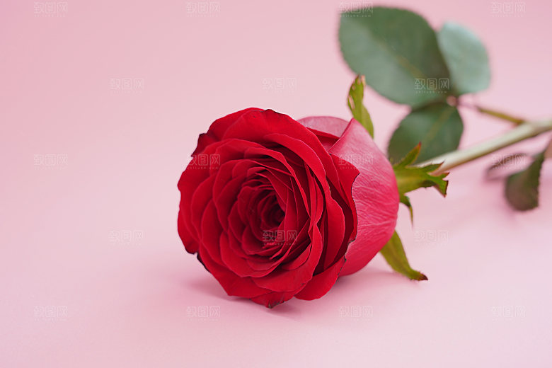 高清图库玫瑰花图片红白粉紫玫瑰花束素材