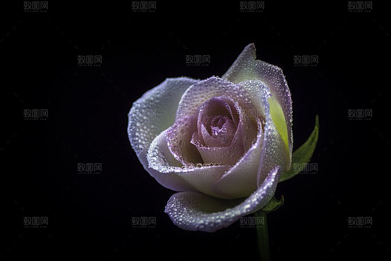 高清图库玫瑰花图片红白粉紫玫瑰花束素材