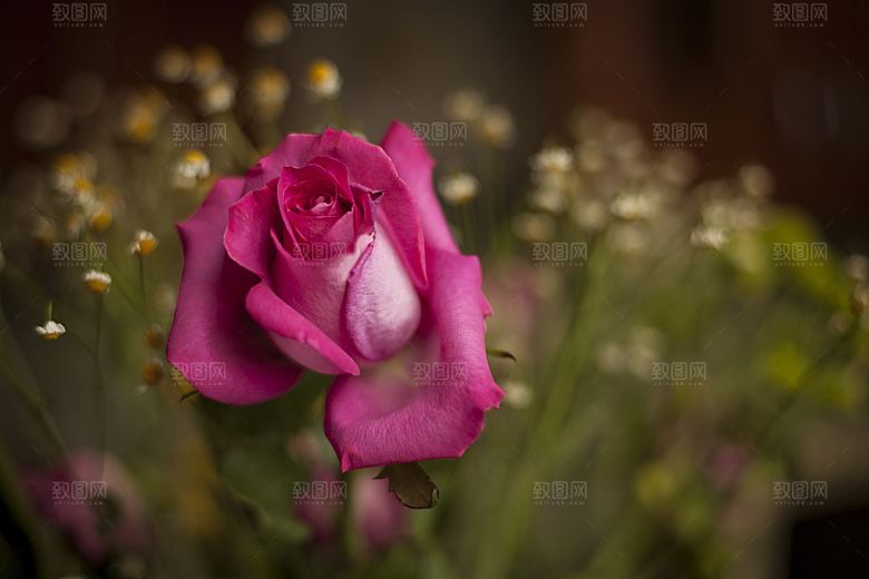 高清图库玫瑰花图片红白粉紫玫瑰花束素材