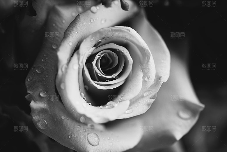 高清图库玫瑰花图片红白粉紫玫瑰花束