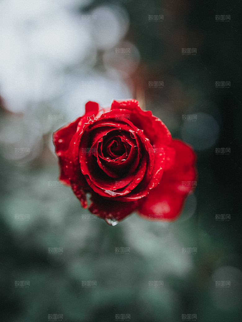 高清图库玫瑰花图片红白粉紫玫瑰花束
