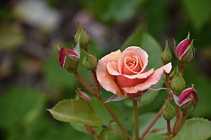 高清图库玫瑰花图片红白粉紫玫瑰花束素材