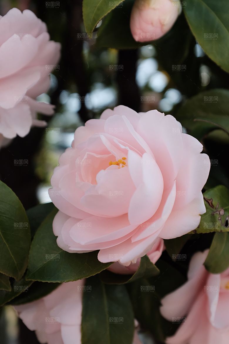 高清图库玫瑰花图片红白粉紫玫瑰花束素材