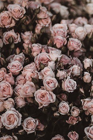 高清图库玫瑰花图片红白粉紫玫瑰花束素材