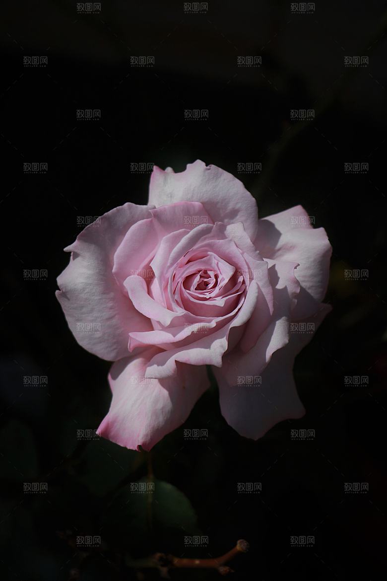 高清图库玫瑰花图片红白粉紫玫瑰花束素材