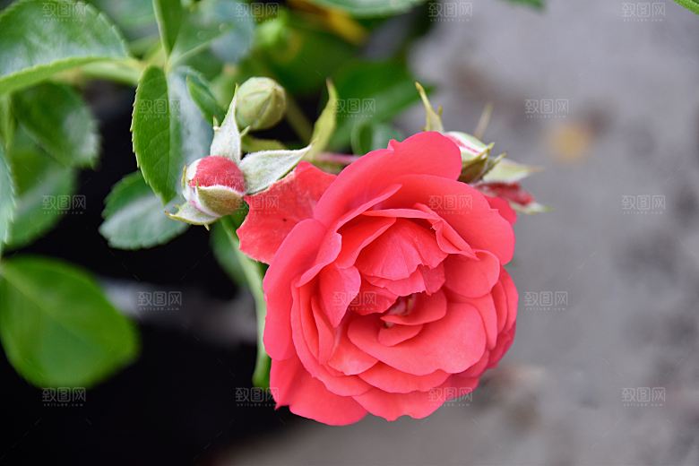 高清图库玫瑰花图片红白粉紫玫瑰花束素材