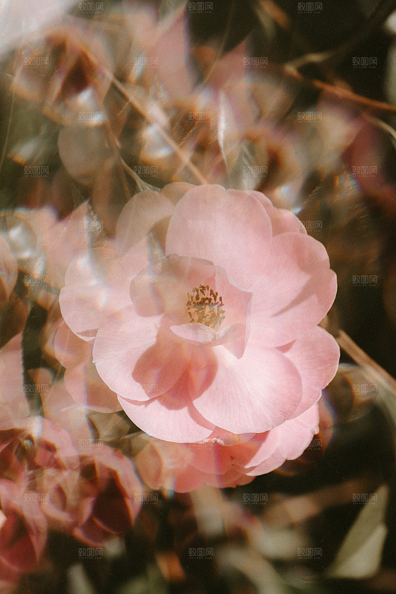 高清图库玫瑰花图片红白粉紫玫瑰花束