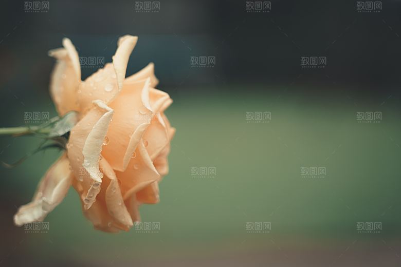 高清图库玫瑰花图片红白粉紫玫瑰花束