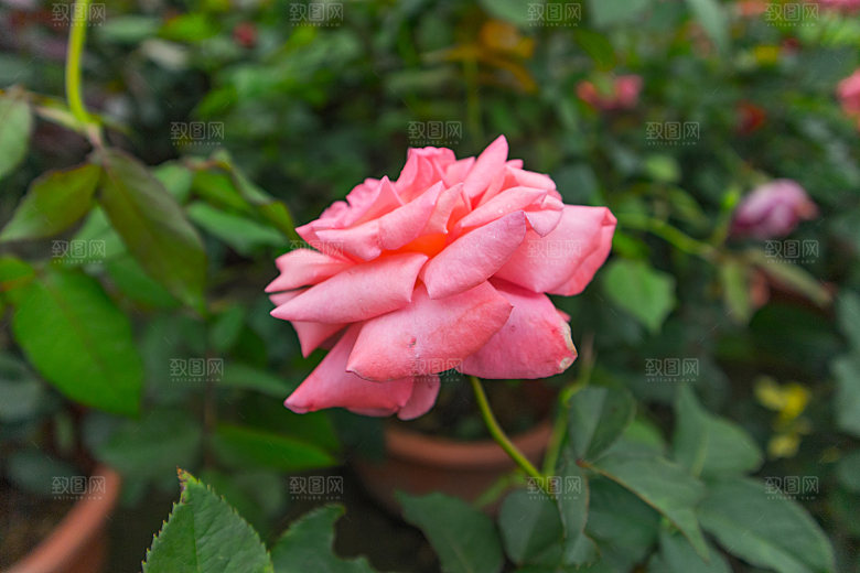 高清图库玫瑰花图片红白粉紫玫瑰花束