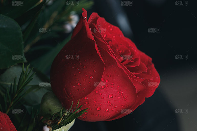 高清图库玫瑰花图片红白粉紫玫瑰花束