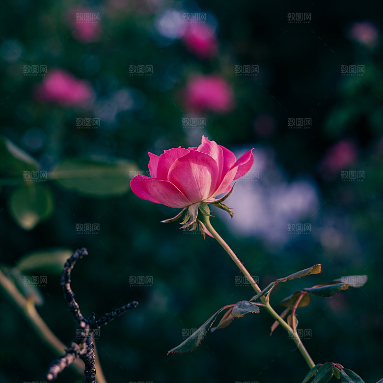 高清图库玫瑰花图片红白粉紫玫瑰花束