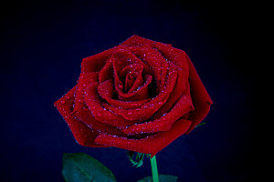 高清图库玫瑰花图片红白粉紫玫瑰花束