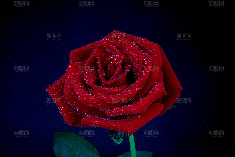 高清图库玫瑰花图片红白粉紫玫瑰花束