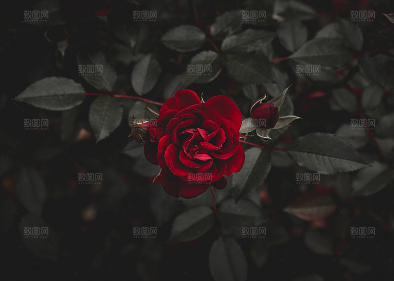 高清图库玫瑰花图片红白粉紫玫瑰花束素材