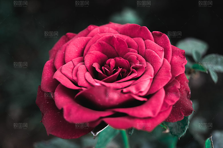 高清图库玫瑰花图片红白粉紫玫瑰花束素材