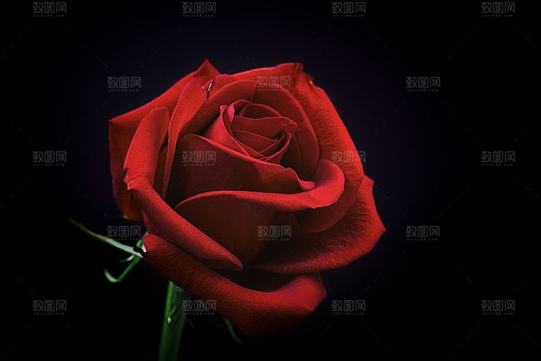 高清图库玫瑰花图片红白粉紫玫瑰花束素材