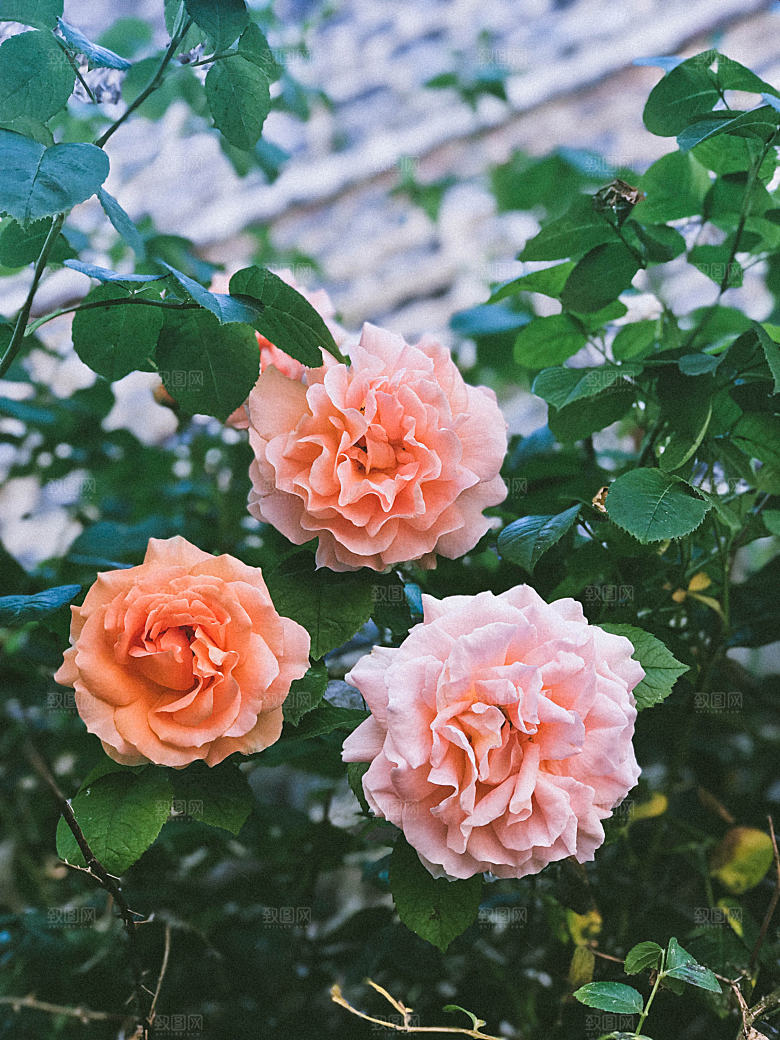 高清图库玫瑰花图片红白粉紫玫瑰花束素材
