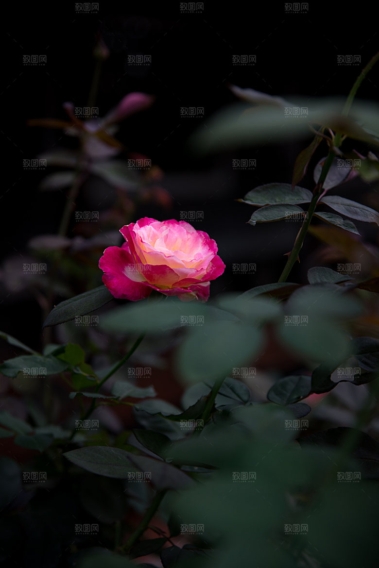 高清图库玫瑰花图片红白粉紫玫瑰花束