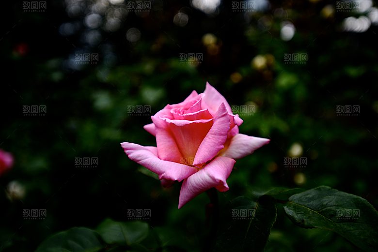 高清图库玫瑰花图片红白粉紫玫瑰花束