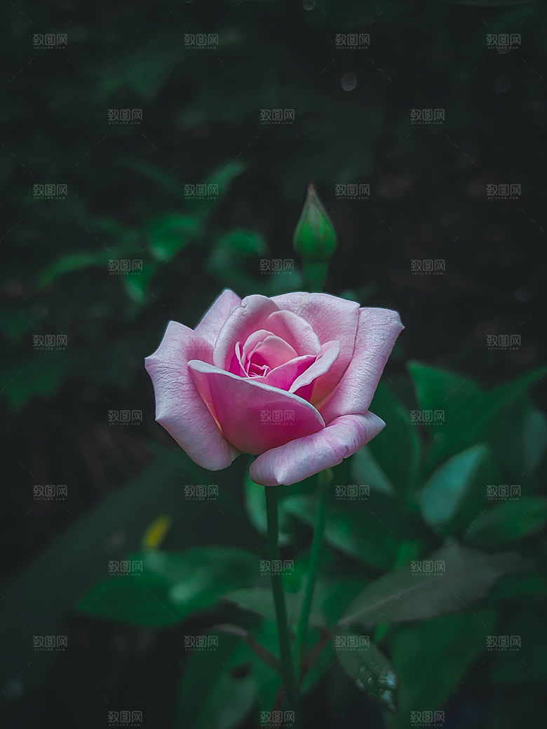 高清图库玫瑰花图片红白粉紫玫瑰花束