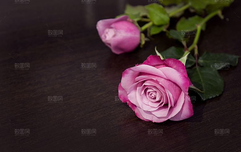 高清图库玫瑰花图片红白粉紫玫瑰花束