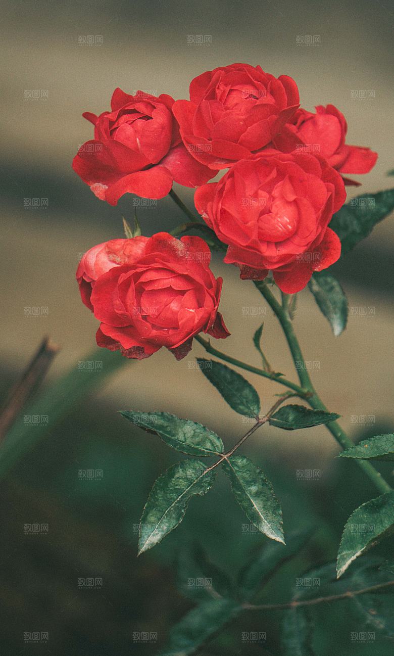 高清图库玫瑰花图片红白粉紫玫瑰花束