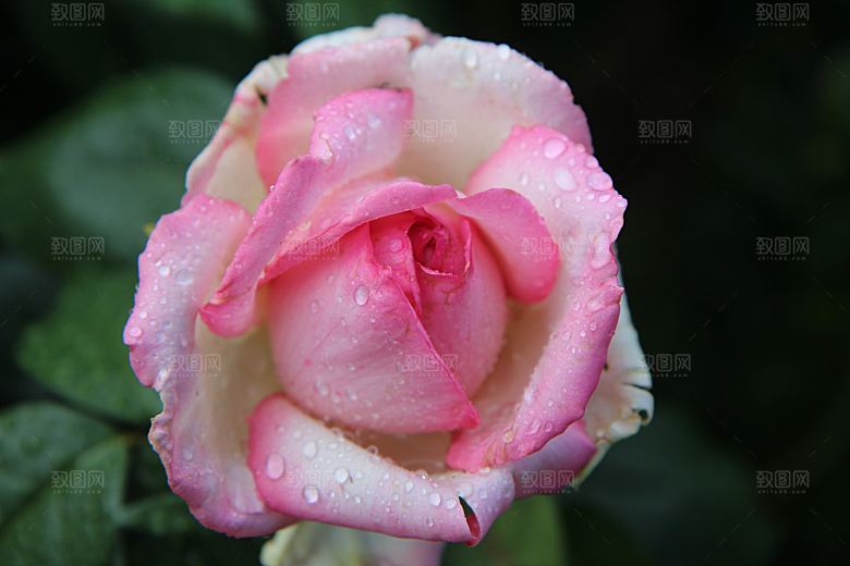 高清图库玫瑰花图片红白粉紫玫瑰花束