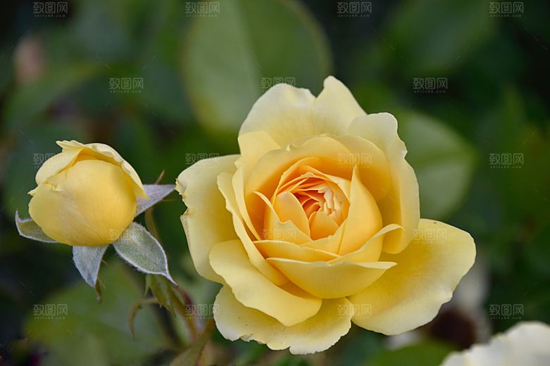 高清图库玫瑰花图片红白粉紫玫瑰花束素材