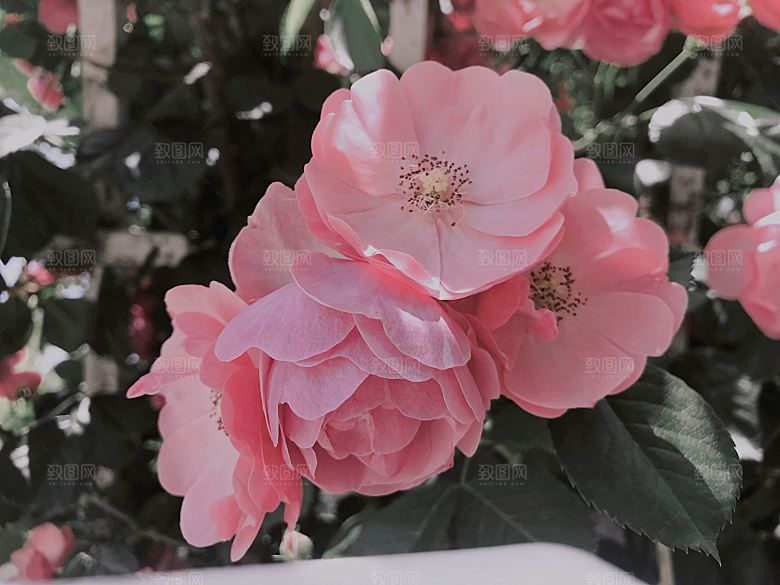 高清图库玫瑰花图片红白粉紫玫瑰花束