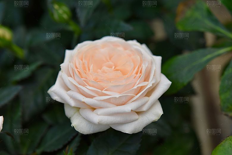 高清图库玫瑰花图片红白粉紫玫瑰花束素材