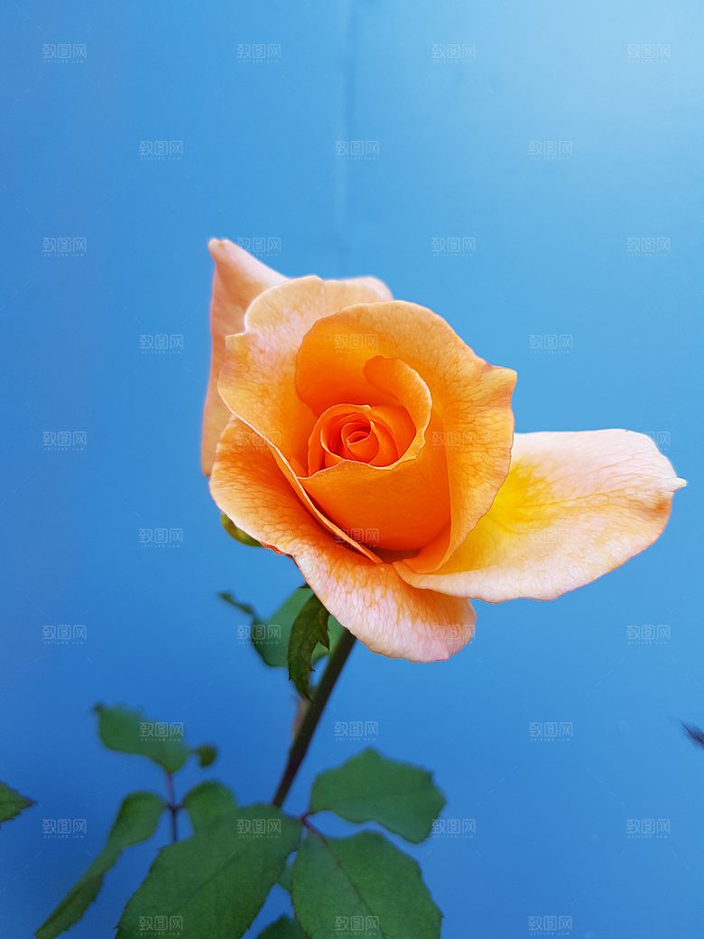 高清图库玫瑰花图片红白粉紫玫瑰花束素材