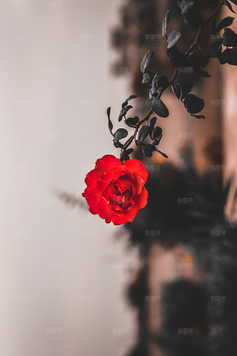 高清图库玫瑰花图片红白粉紫玫瑰花束素材