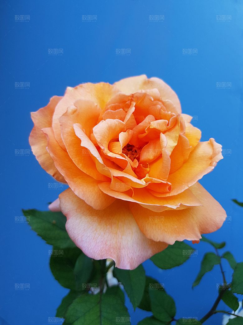 高清图库玫瑰花图片红白粉紫玫瑰花束素材