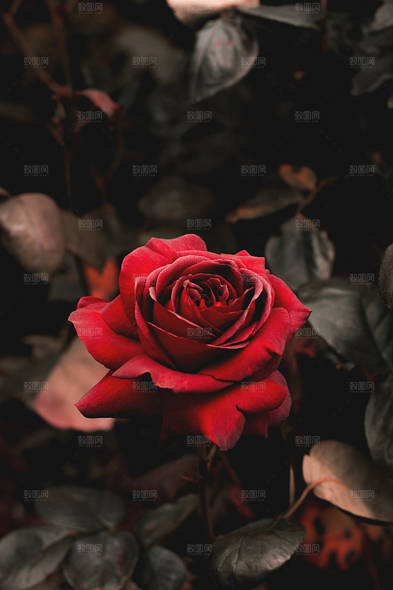 高清图库玫瑰花图片红白粉紫玫瑰花束素材