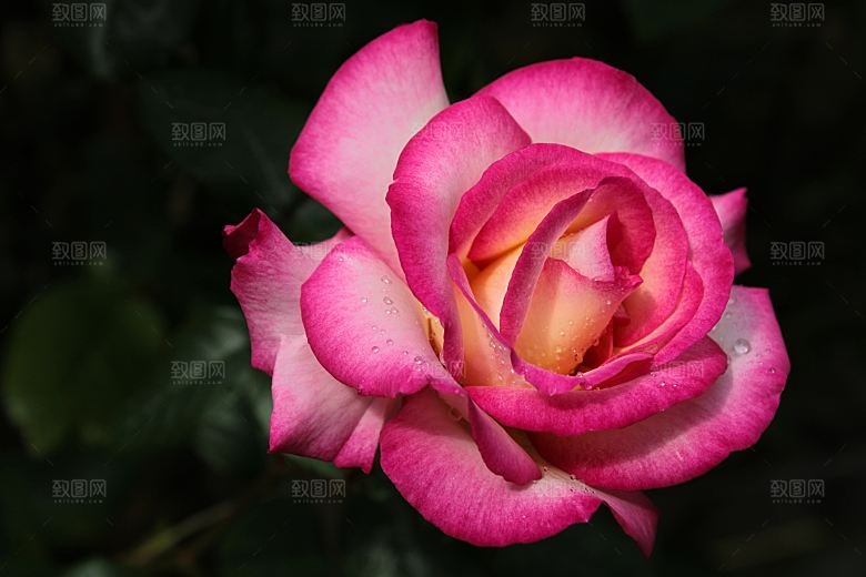 高清图库玫瑰花图片红白粉紫玫瑰花束素材