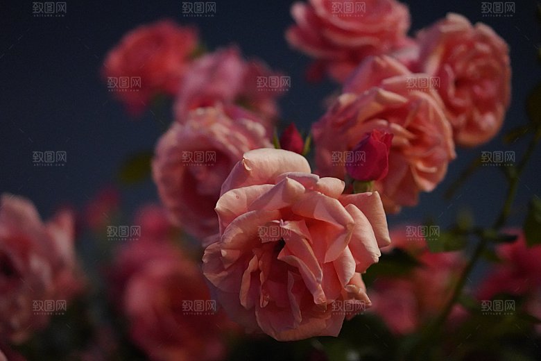 高清图库玫瑰花图片红白粉紫玫瑰花束