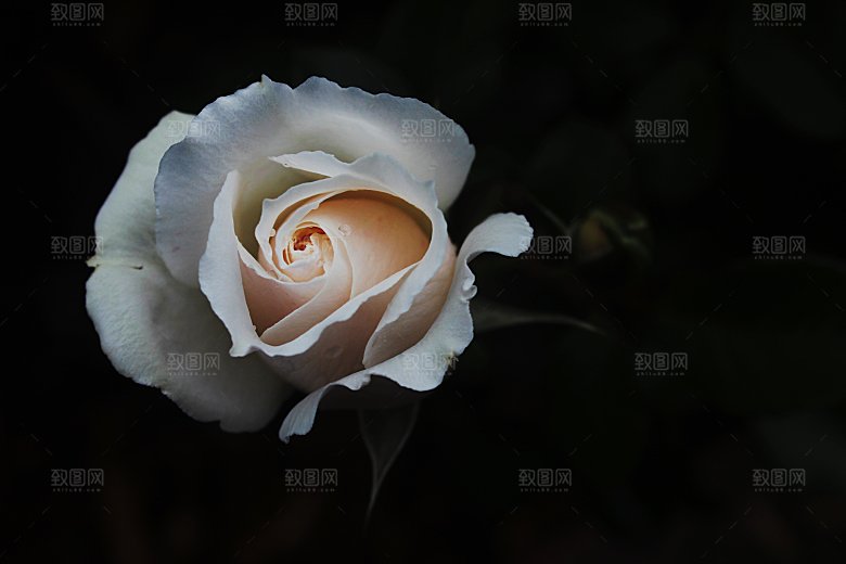 高清图库玫瑰花图片红白粉紫玫瑰花束