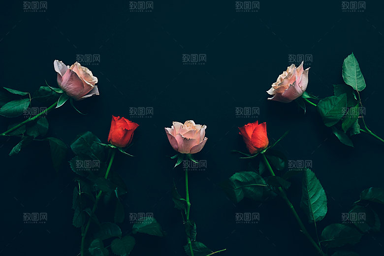 高清图库玫瑰花图片红白粉紫玫瑰花束