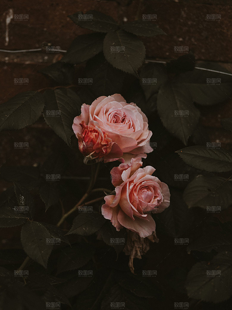 高清图库玫瑰花图片红白粉紫玫瑰花束素材