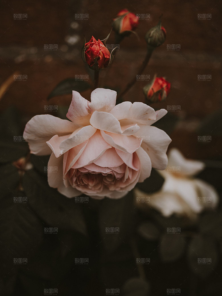 高清图库玫瑰花图片红白粉紫玫瑰花束素材
