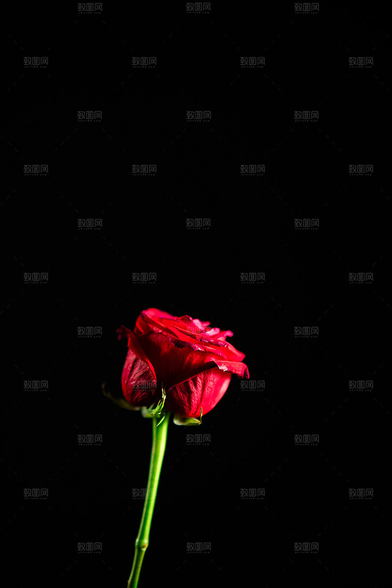 高清图库玫瑰花图片红白粉紫玫瑰花束素材