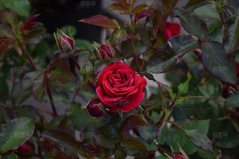 高清图库玫瑰花图片红白粉紫玫瑰花束素材