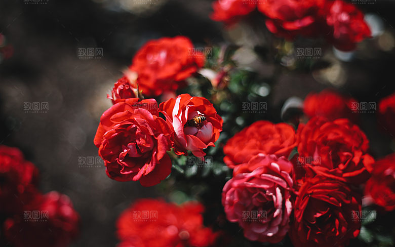 高清图库玫瑰花图片红白粉紫玫瑰花束素材