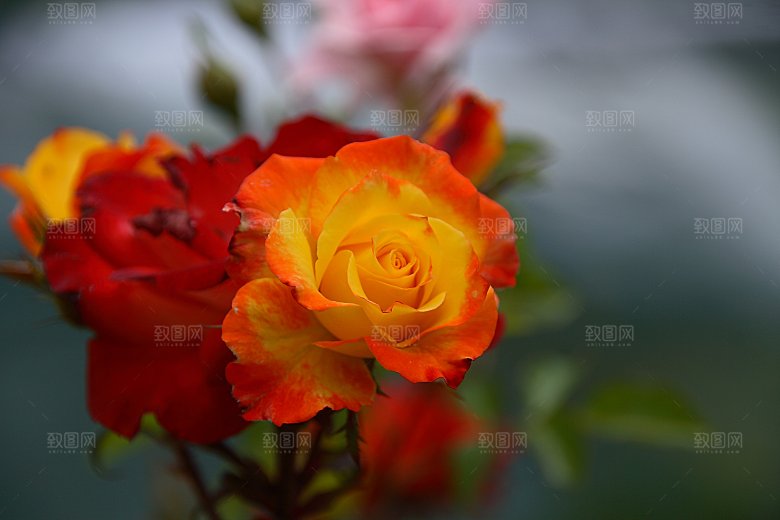 高清图库玫瑰花图片红白粉紫玫瑰花束